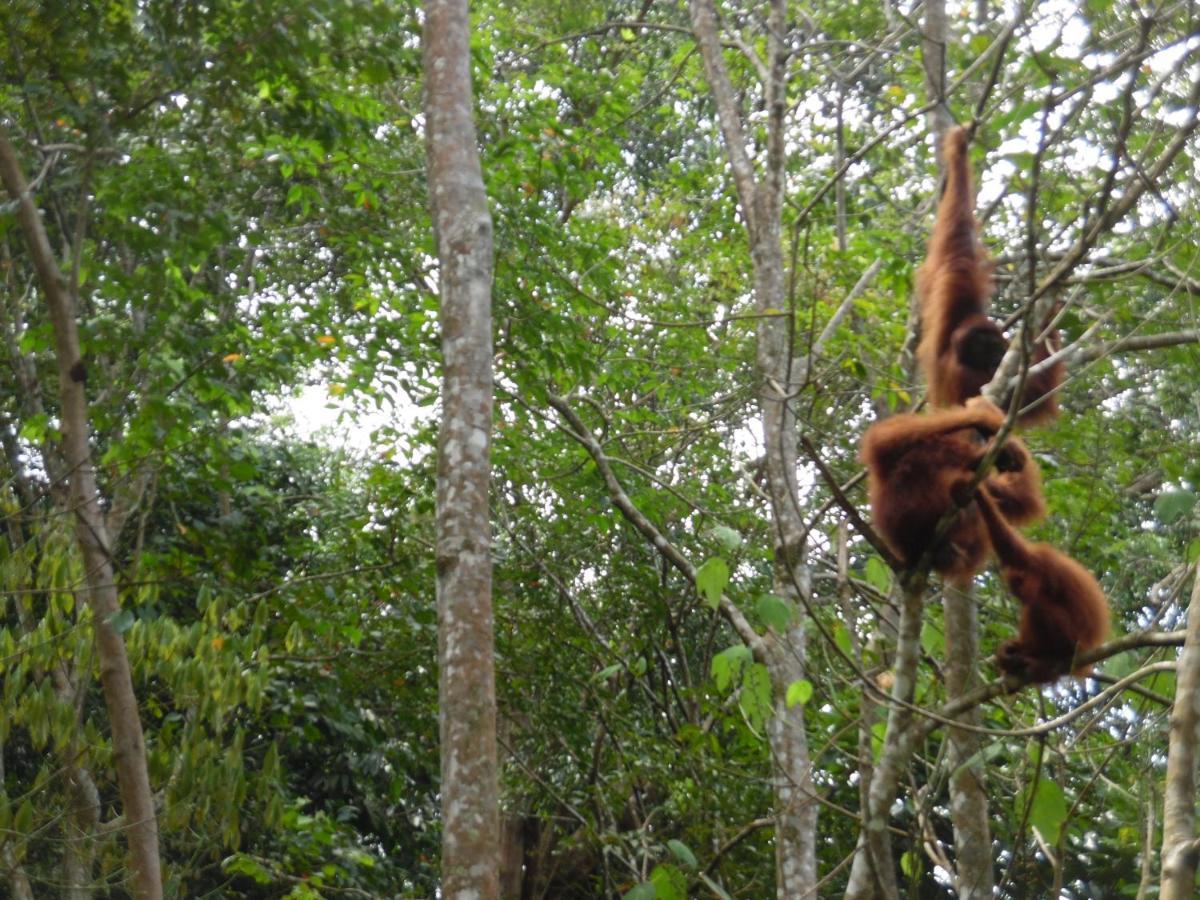 Ambow Homestay Jungle Trekking & Village Tour Bukit Lawang Extérieur photo