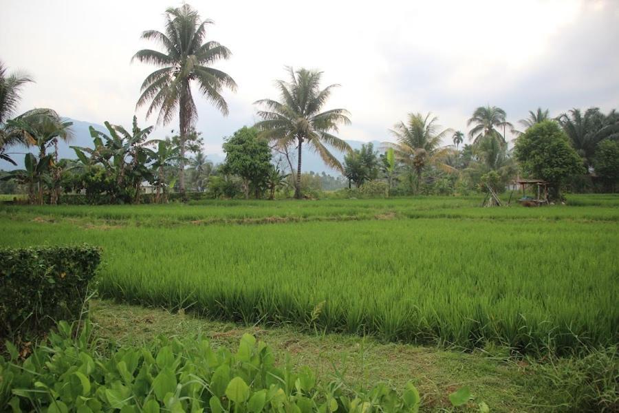 Ambow Homestay Jungle Trekking & Village Tour Bukit Lawang Extérieur photo