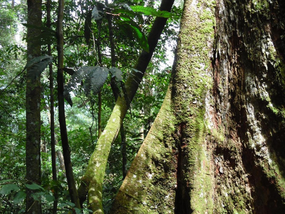 Ambow Homestay Jungle Trekking & Village Tour Bukit Lawang Extérieur photo